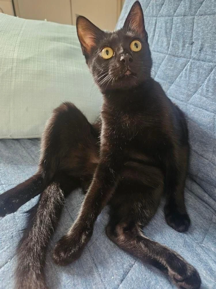 Alfombra retrato gatos Diana Girona