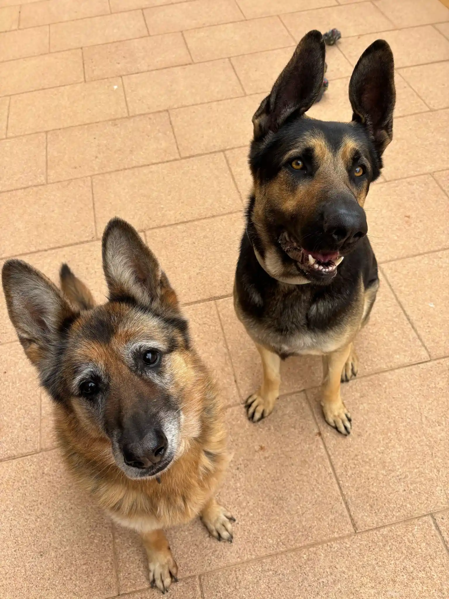Alfombra retrato pastores alemanes Miguel Madrid